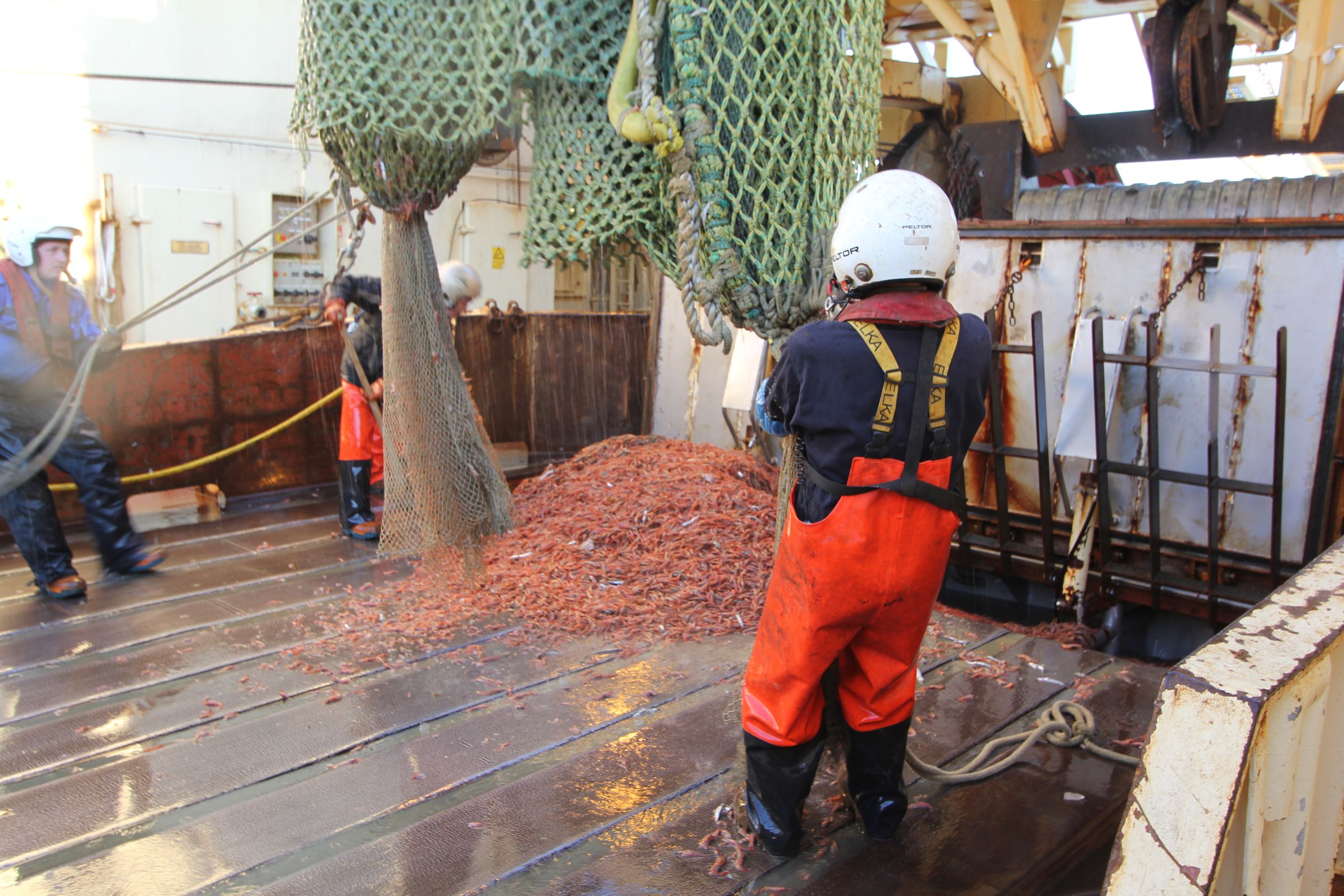 Drei Fischer laden ein Netz voller Garnelen auf den Boden des Schiffes ab.