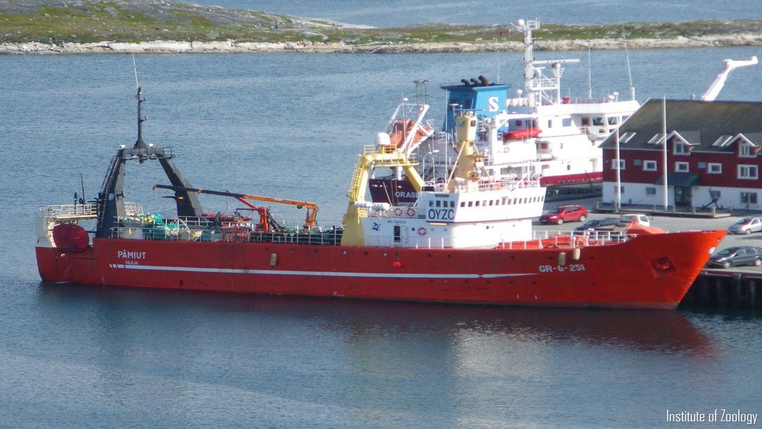 Grönländisches Fischerboot am Hafen