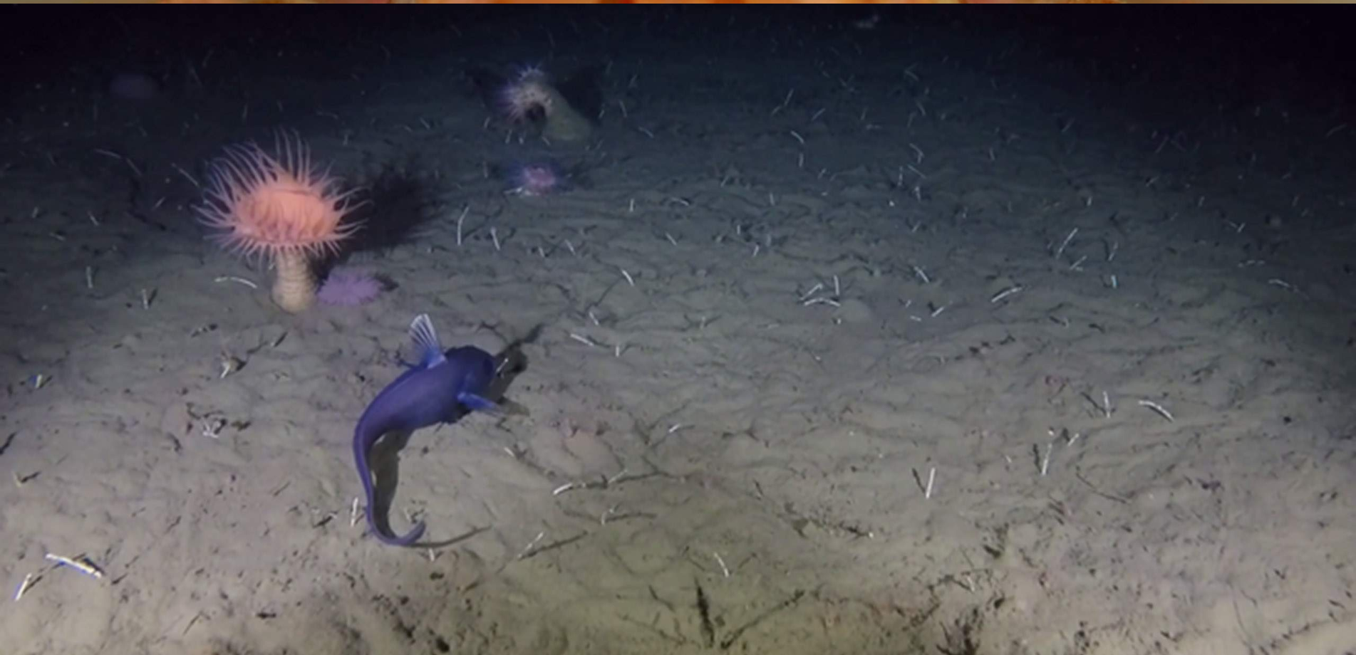 Sandet havbund med blålig dybhavsfisk og søanemone